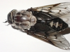 Tabanus trimaculatus