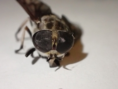 Tabanus trimaculatus