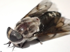 Tabanus trimaculatus