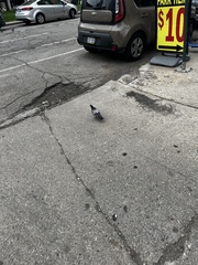 Columba livia domestica