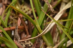 Carex concinna