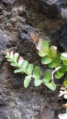 Asplenium marinum image