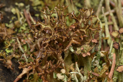 Cetraria ericetorum