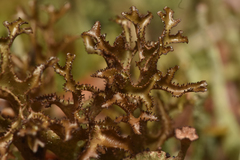 Cetraria ericetorum