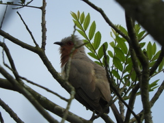 Coccycua pumila
