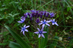 Scilla peruviana
