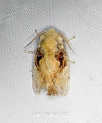 Chalcoscelides castaneipars