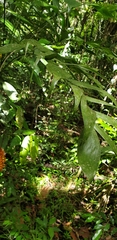 Chamaedorea pinnatifrons