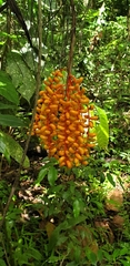 Chamaedorea pinnatifrons