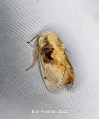 Chalcoscelides castaneipars