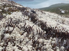 Cassiope tetragona
