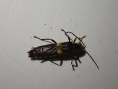Trypherus frisoni