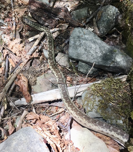 iNaturalist observation photo of Gopher Snake