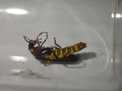 Trypherus frisoni