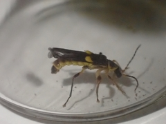 Trypherus frisoni