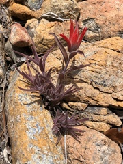 Castilleja pruinosa