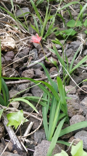 Freesia laxa image