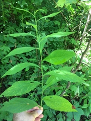 Solidago flaccidifolia
