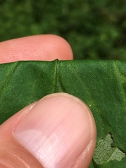 Solidago flaccidifolia