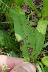 Septoria penstemonis