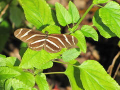Heliconius charithonia