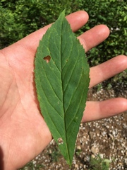 Solidago flaccidifolia