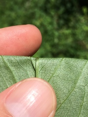 Solidago flaccidifolia