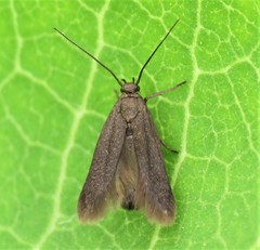 Scythris fuscicomella