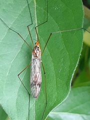 Nephrotoma ferruginea
