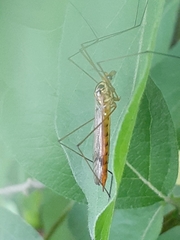 Nephrotoma ferruginea