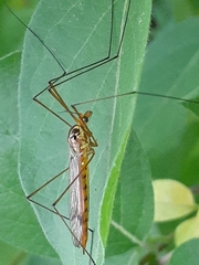 Nephrotoma ferruginea