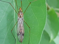 Nephrotoma ferruginea