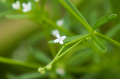 Galium tinctorium