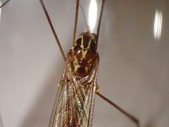 Nephrotoma ferruginea