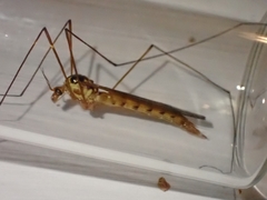 Nephrotoma ferruginea