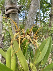 Brassia