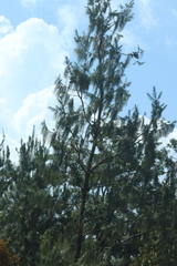 Pinus