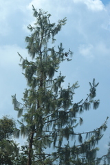 Pinus