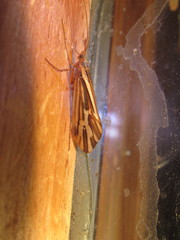 Clistoronia flavicollis