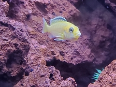 Labidochromis caeruleus