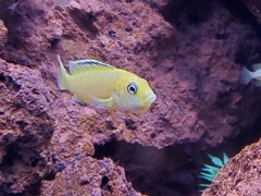 Labidochromis caeruleus