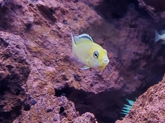 Labidochromis caeruleus