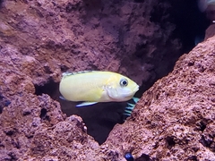 Labidochromis caeruleus