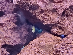 Labidochromis caeruleus