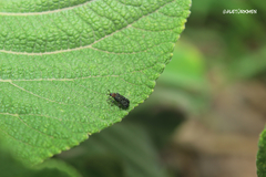 Octotoma scabripennis