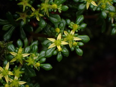 Sedum erythrospermum