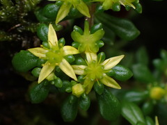 Sedum erythrospermum