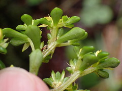 Sedum erythrospermum