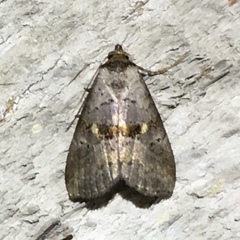 Hyperstrotia flaviguttata