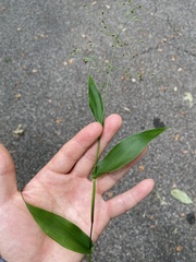 Dichanthelium commutatum commutatum